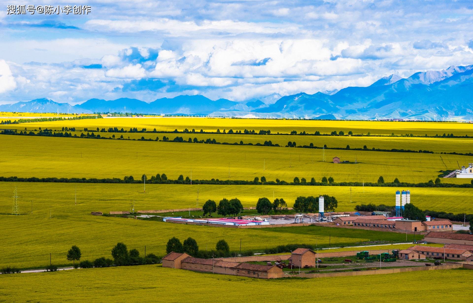 青海门源:高原油菜花开铺就万亩"金色花海",令人沉醉.