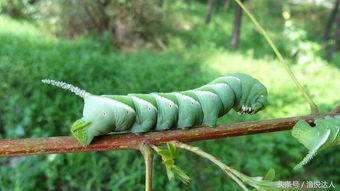 豆虫的学名叫豆天蛾,在民间多叫它豆蚕,豆丹和豆虫子等,农敢网这种