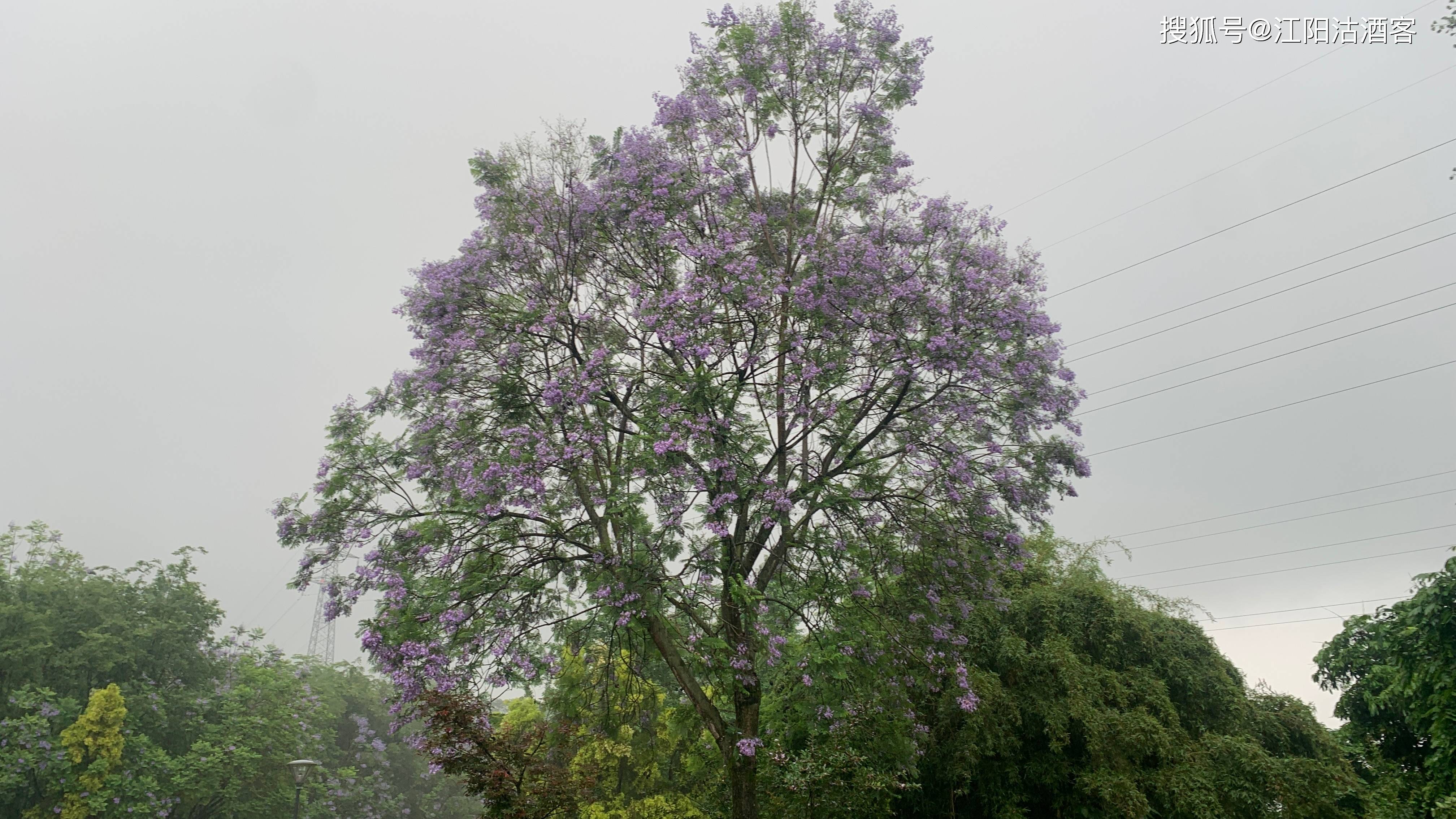 雨天来到泸州张坝桂圆林,为大家讲述一段关于它三百年的历史
