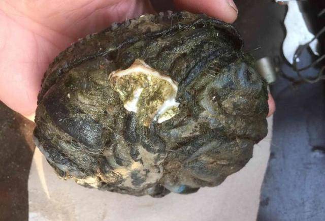 广西小伙拿着一坨粪石前来鉴宝,鉴定发现是皇室珍宝,价格昂贵_龙涎香