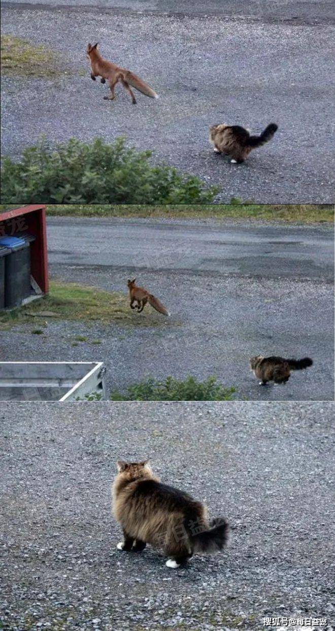 世界上有两种猫,你养的猫&战斗民族养的猫,彪悍到怀疑人生_猫咪