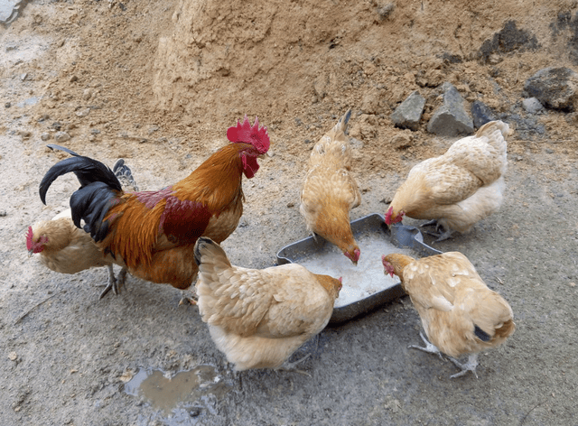 散养鸡拉黄白便怎么回事?什么病?怎么治?