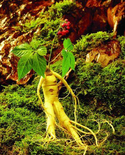 灵芝_母亲_竹子