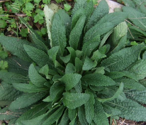 主要功效有清热,1,癞蛤蟆草