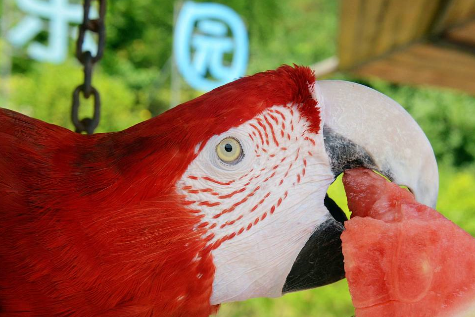 金刚鹦鹉价格高达数万元,究竟贵在哪,看完这4点你还觉得贵吗