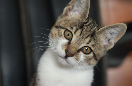 宠物医生告诉你!_猫咪_时候_事情