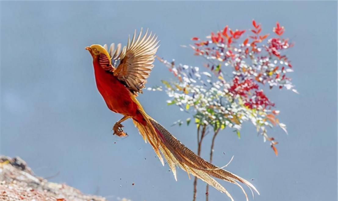 河南"鸟人"余老二,深山保护凤凰鸟10余年,如今凤凰活成啥样子