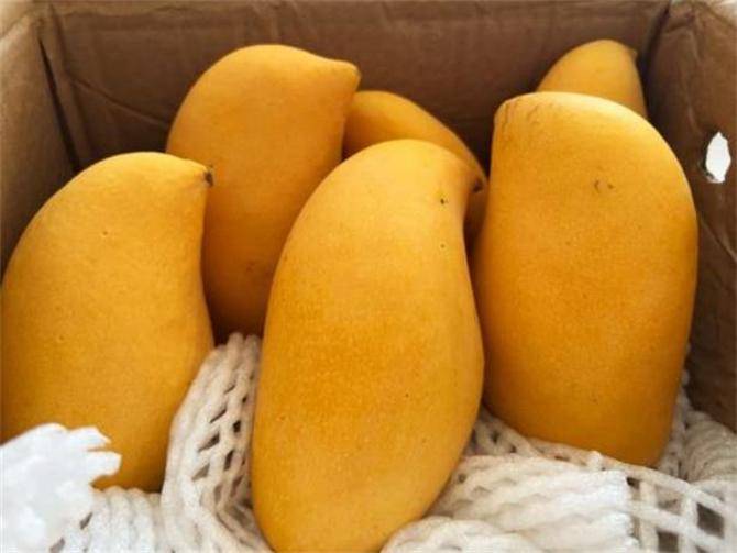 鹰嘴芒果号称最难吃的水果,到底什么味?