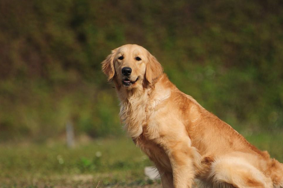 不要看金毛是个大暖男,缺点还是有的,爱掉毛饭量大_主人_狗狗_性格