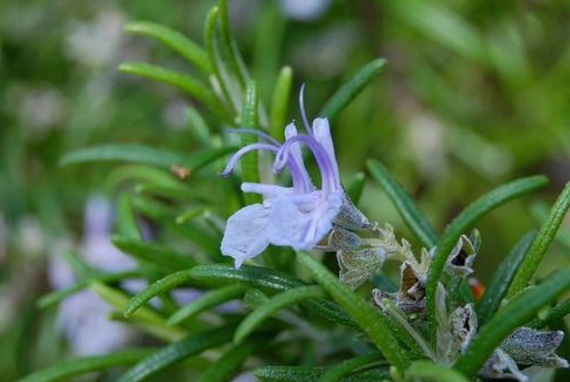 小小一棵草,却是法国人眼中不可或缺的美食元素_欧芹_香草_风味