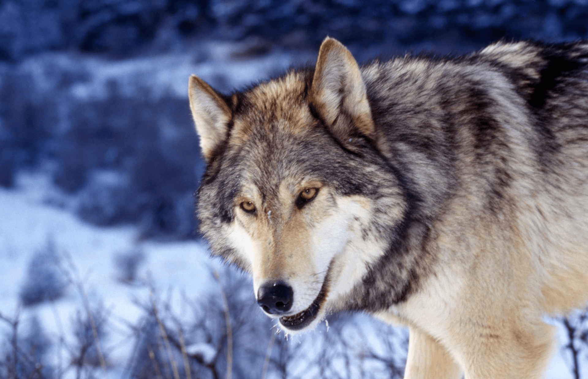 青海小伙救助受伤野狼,4年后突发疾病晕倒路边,野狼急得直打转