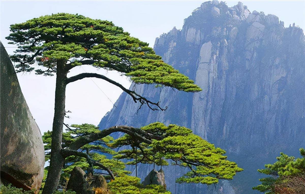 树木_梨树_槐树