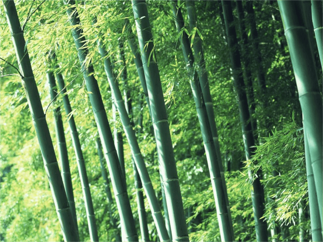 春游江淮-519中国旅游日丨来宁国看竹峰的绿树荫浓夏日长