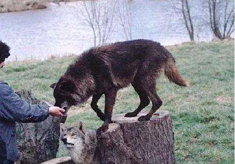 1988年,吉林老中医葬礼上,母狼含泪往棺木扔野果,哀嚎不肯离去