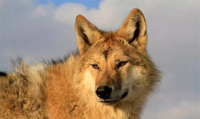 美女画家养大了狼王的孩子,放生时说:你要离人类远一点