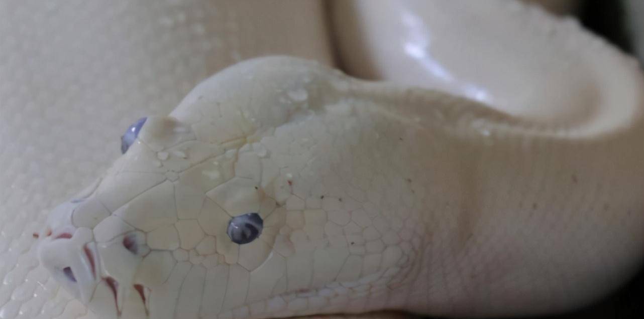 如果人被蟒蛇活吞后,能用刀划开蛇肚子逃生吗?说了你可能不信