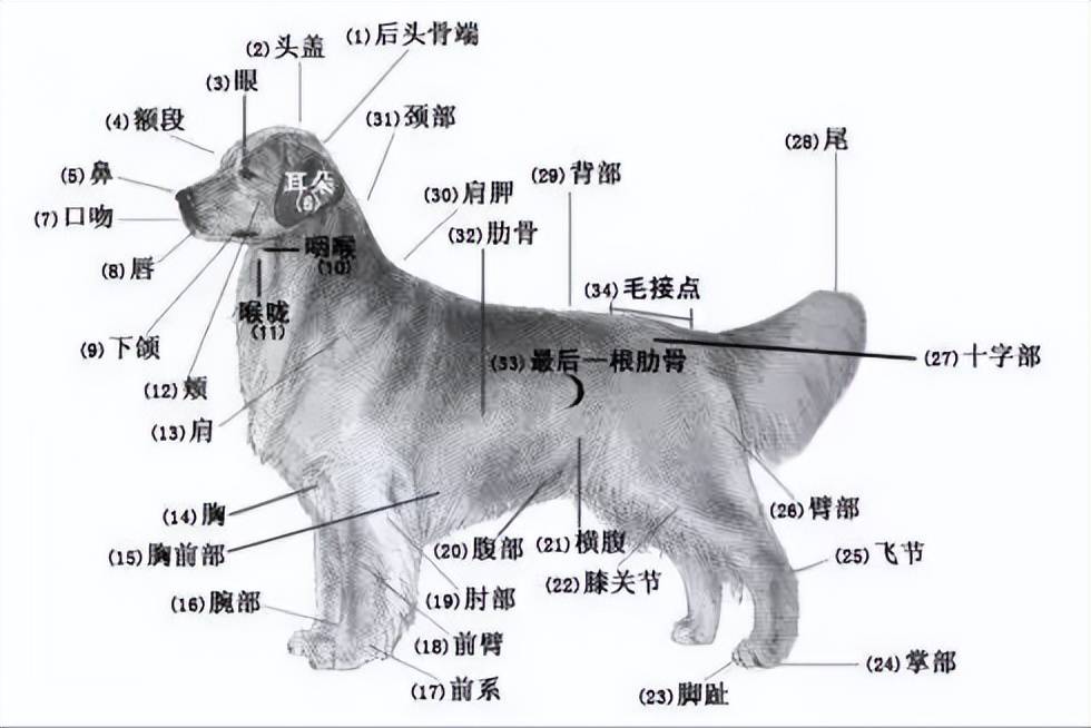 益宠 狗狗偷偷下江游泳