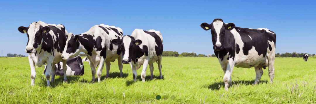 现代牧业利润下滑近七成,孙玉刚和朱晓辉的薪酬却超1000万!