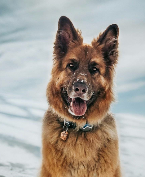 东北最出名的三类狼犬,名气不弱于德牧,第三种仅存数千只!