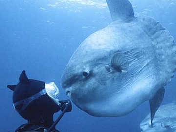 世界上最大的翻车鱼图片