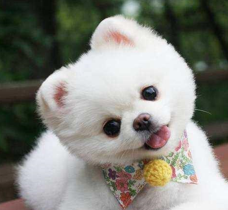 有些会马上立起耳朵倾听,大耳朵狗狗更会歪头,露