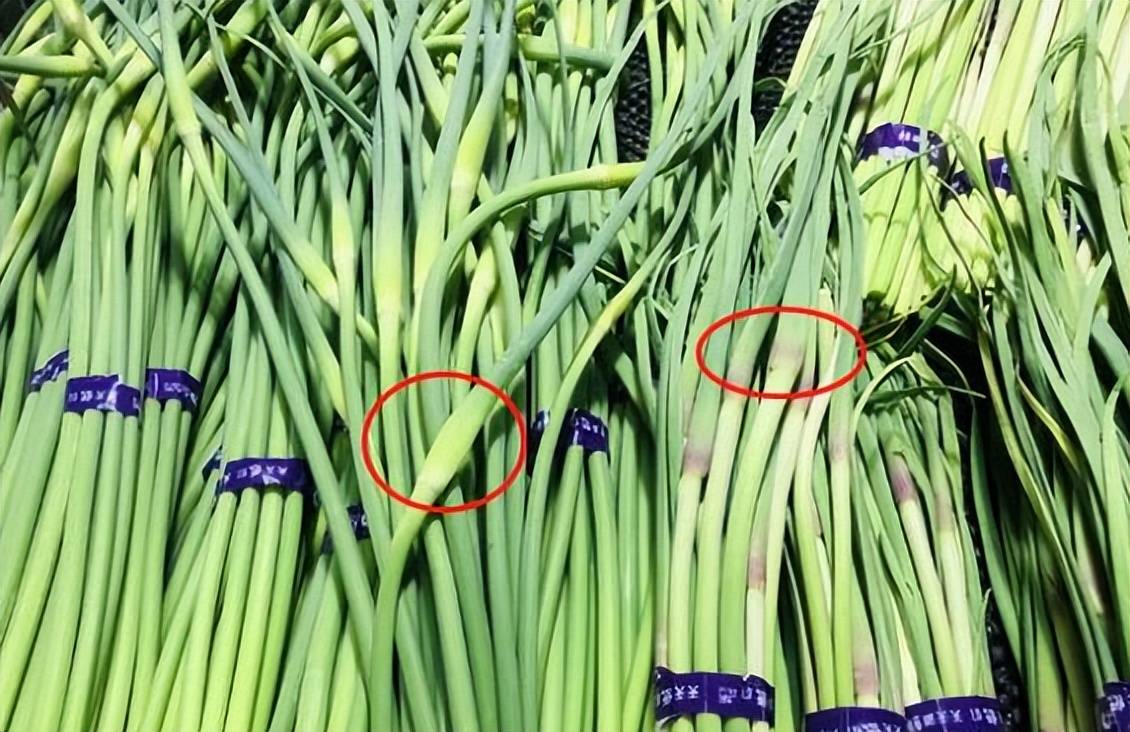 买蒜薹,"红帽"和"白帽"傻傻分不清?差别大,弄懂再买才好吃