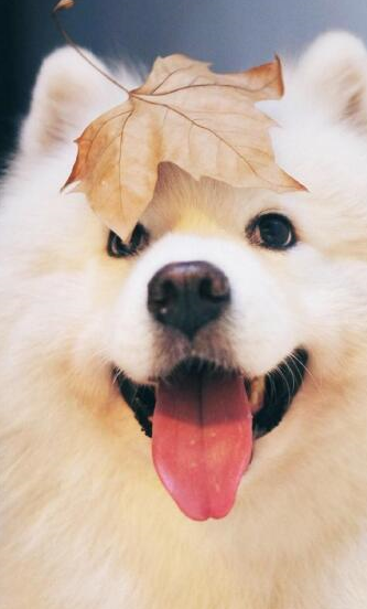 狗狗太折腾被主人赶出门,回来变了一条狗:你让我怎么原谅?