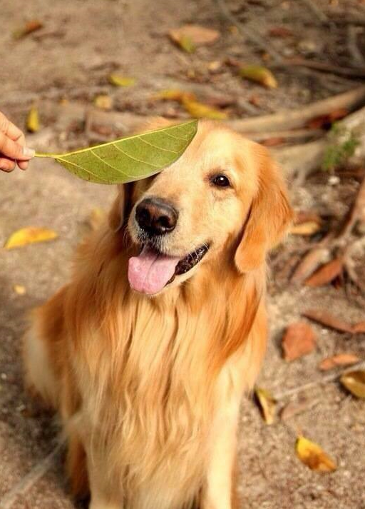 金毛帮主人下地干活,没挖几棵就睡着了,主人:还不如二哈呢!