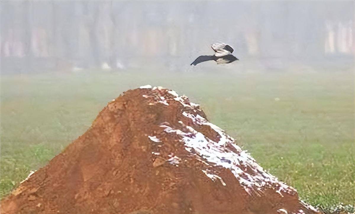 狐仙狐狸,黄仙黄鼠狼,白仙刺猬,长仙蛇(我们这儿也把蛇俗称之为长虫)