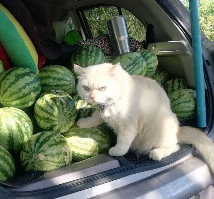 土耳其妓院的甜点,产道放大5000倍的样子,39张照片看世界