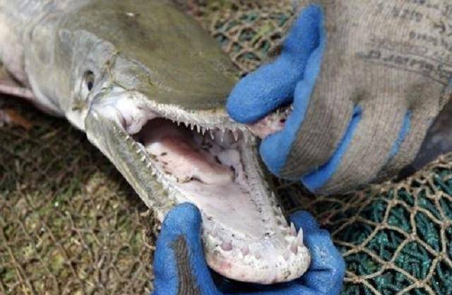 鳄雀鳝没有咀嚼的功能,只能靠吞食,类似于蛇的进食方式,最大可以吞下