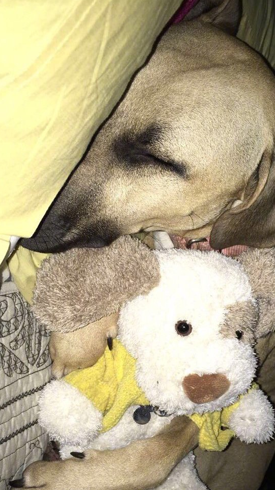 狗狗喜欢抱着同伴睡觉,当同伴去世后,狗狗的做法让人泪目