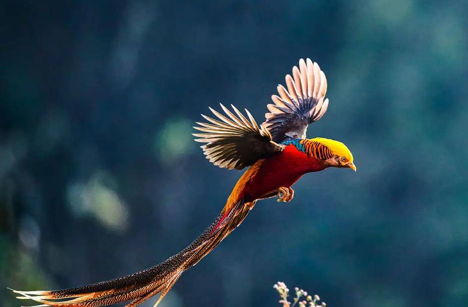 小伙养野鸡引来牢狱之灾!网友不乐意了,为小伙鸣不平,为什么?