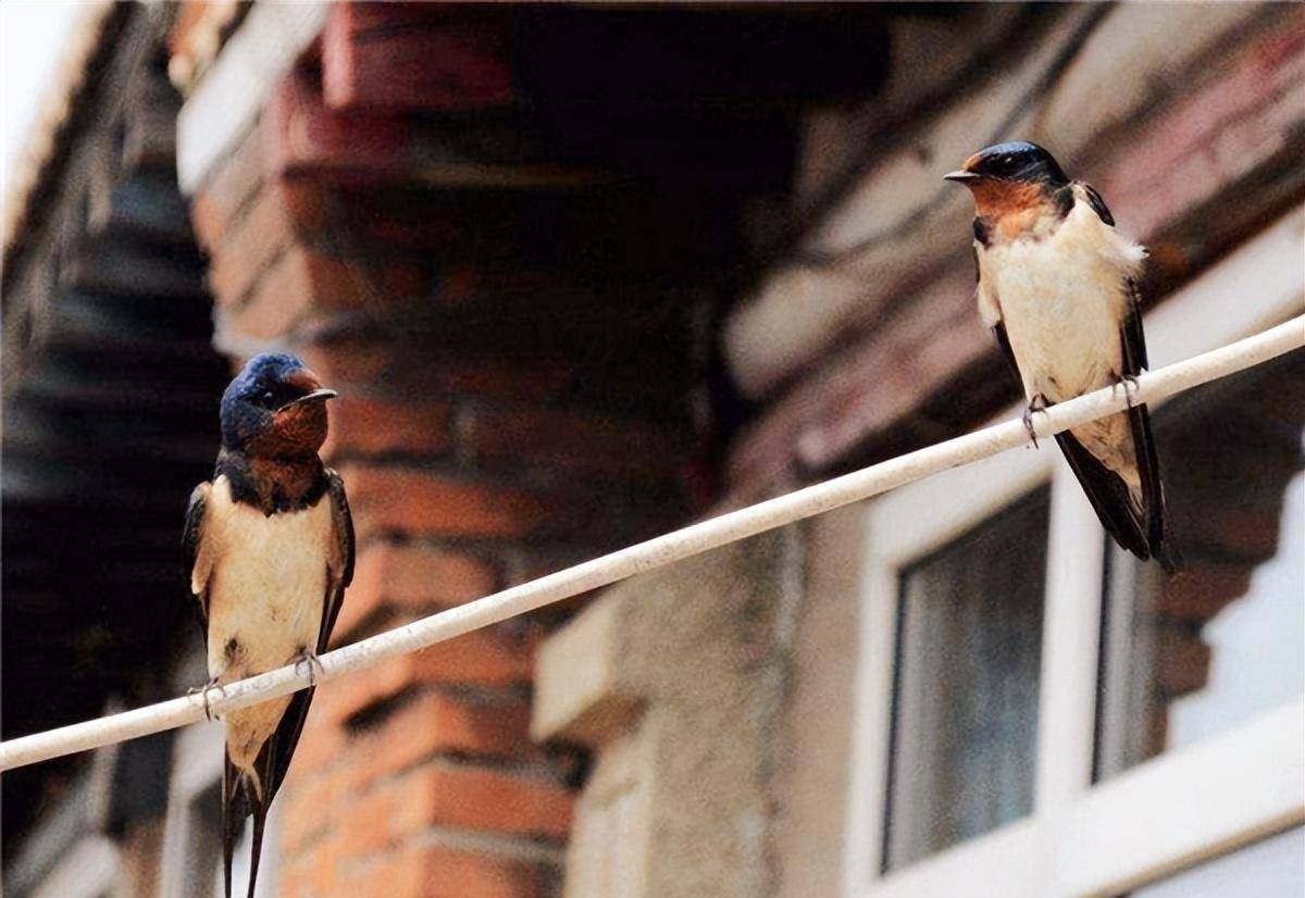 "宅现四喜,家出贵人"什么意思?"四喜"指的又是啥?_燕子_喜鹊_俗语