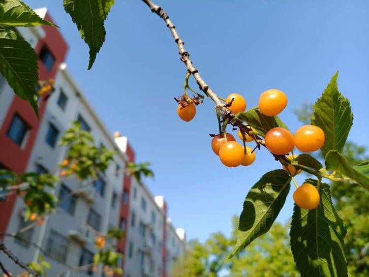 布谷声中夏令新|七律 夏初(外三首)