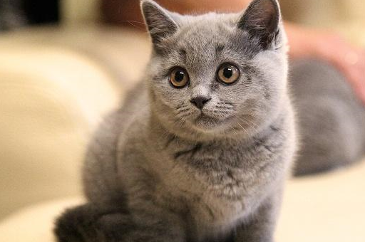 四大优点,让人想不爱都难!_品种_猫咪_我国