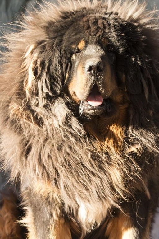 今天给大家介绍3种大型犬_金毛_因为_品种