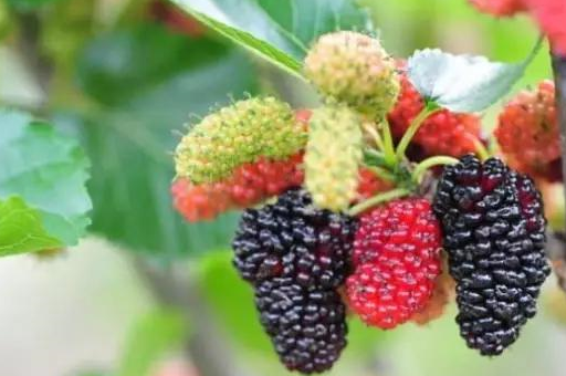 胖大海蜇饮【原料】胖大海3枚,番泻叶3克,蜂蜜50克.