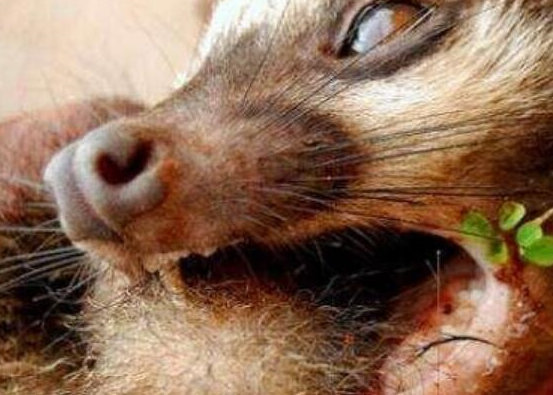 你不知道的"猫屎咖啡",喝的是美味,麝香猫却过着悲惨生活!