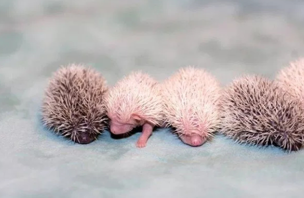 刺猬怀孕及如何喂养刺猬宝宝