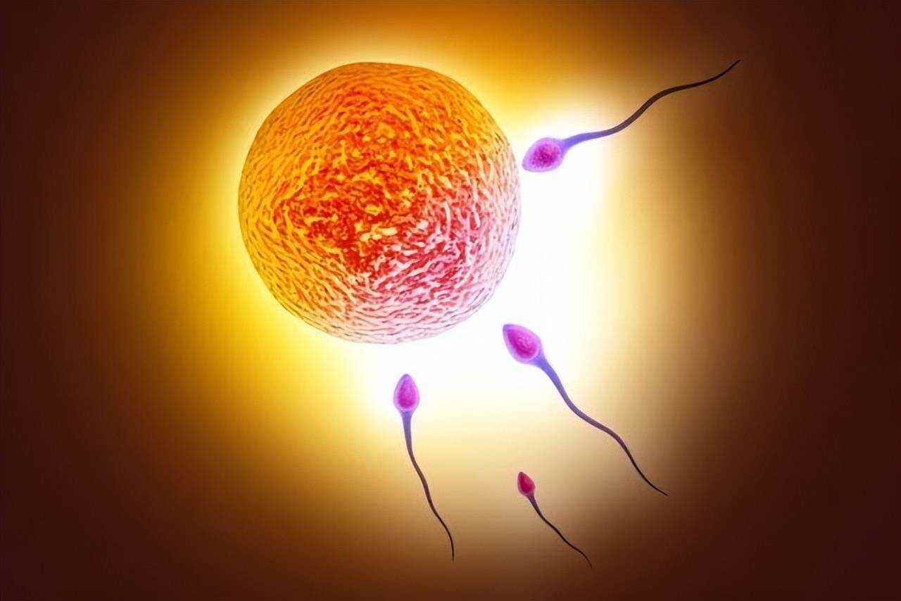 精子和卵子谁是主导地位了(男人哪些行为影响精子质量)