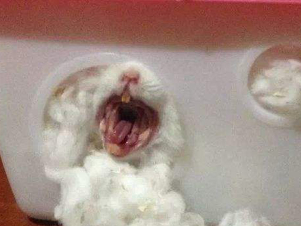 软萌仓鼠打喷嚏的样子太吓人,鼠友们可要尽快治疗,避免出现意外