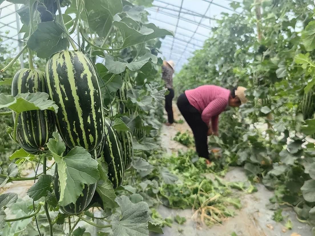 趣游济宁丨来喻屯 开启一场甜蜜之旅_甜瓜_种植_发展