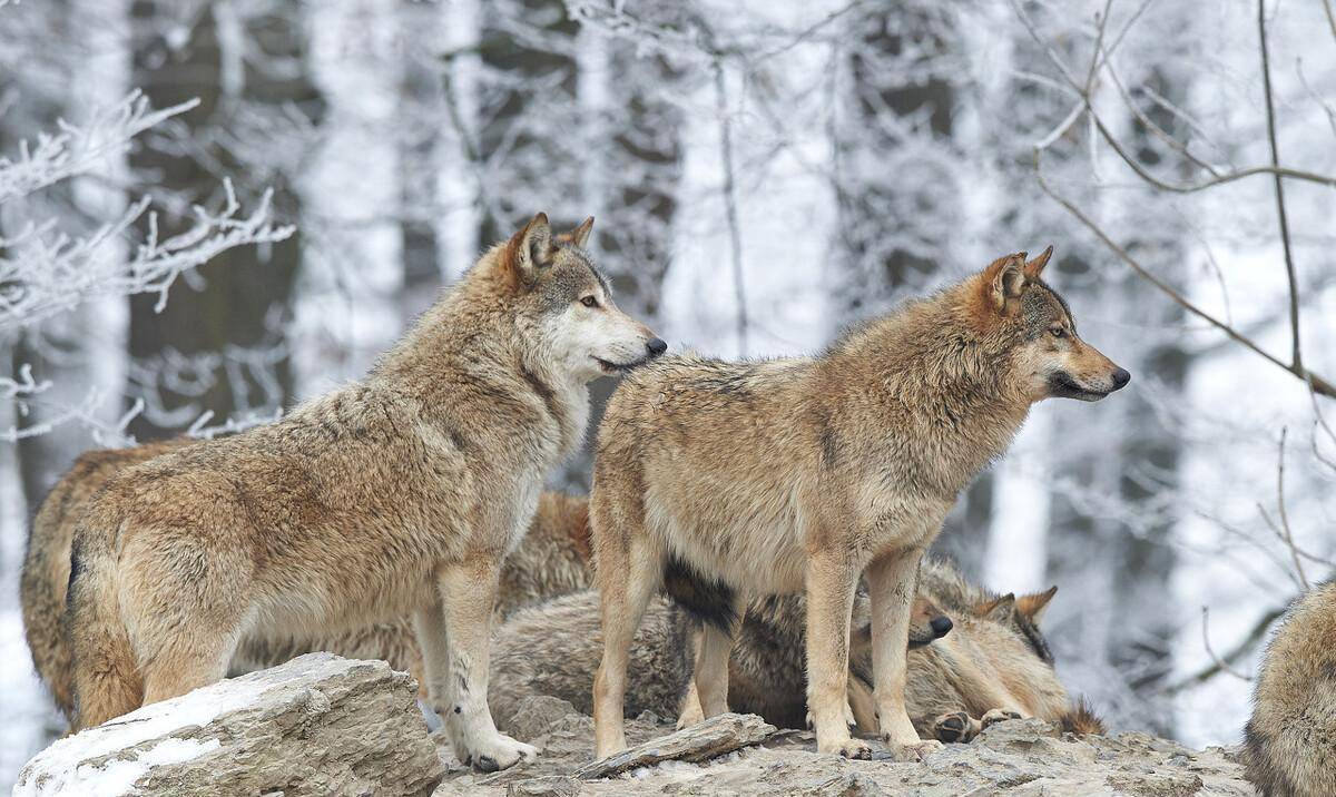 狼群三占军垦窝棚,军垦战士三驱狼不走,最后动用火攻|轶闻