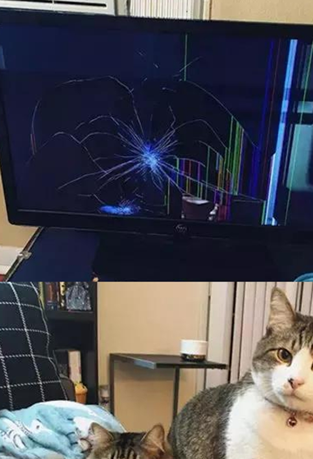 其实猫咪都是很坏的,千万不要被它们的外表给骗了!