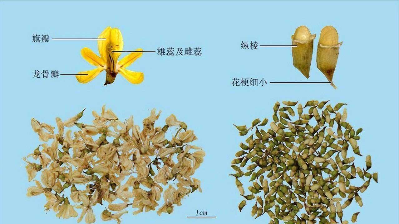 五月的槐花善泄大肠火热,是凉血止血,清肝泻火的良药_皇太后_作用