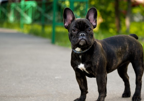 怎么训练小斗牛犬?成功训练和管理的技巧!