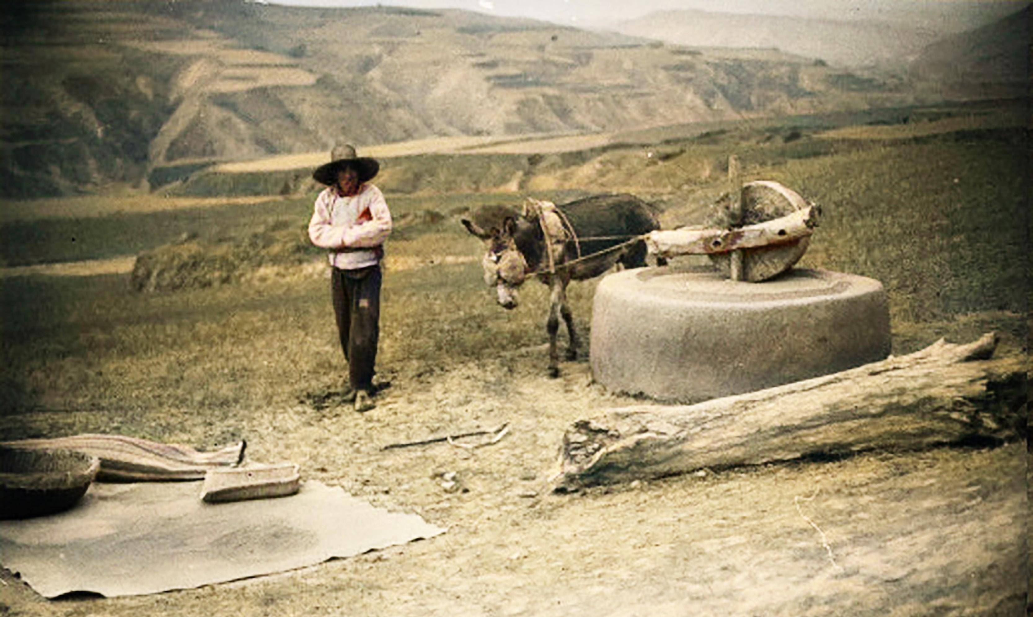 积石县境内的道路边上,一个农夫正赶着毛驴转动石碾子加工粮食,在碾子