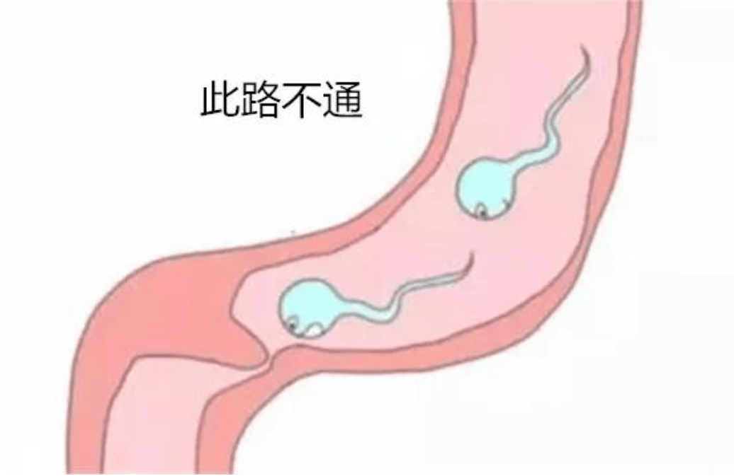 没有成功受精的精子都去了哪里？或许看完你就明白了