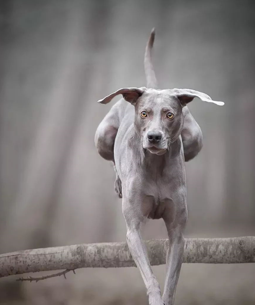 颜值高身材棒性格好,曾是德国贵族心中的完美猎犬,可惜不能养